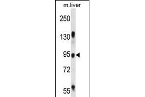 RASAL1 Antibody (Center) (ABIN656393 and ABIN2845688) western blot analysis in mouse liver tissue lysates (35 μg/lane). (RASAL1 抗体  (AA 309-337))