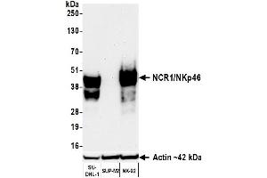 Western Blotting (WB) image for anti-Natural Cytotoxicity Triggering Receptor 1 (NCR1) (AA 20-255) antibody (ABIN7795721)