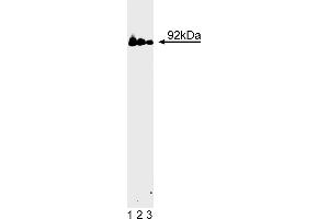 Western Blotting (WB) image for anti-Signal Transducer and Activator of Transcription 3 (Acute-Phase Response Factor) (STAT3) (AA 1-175) antibody (ABIN967809) (STAT3 抗体  (AA 1-175))