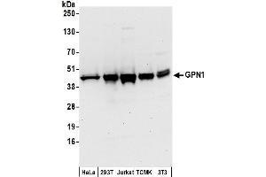 anti-GPN-Loop GTPase 1 (GPN1) (AA 325-375) antibody