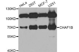 Western blot analysis of extracts of various cell lines, using CHAF1B antibody. (CHAF1B 抗体)
