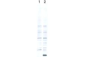 Western Blotting (WB) image for anti-EP300 Interacting Inhibitor of Differentiation 1 (EID1) (AA 1-19) antibody (ABIN3201017) (EID1 抗体  (AA 1-19))