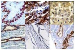 Immunohistochemistry (IHC) image for Blocking Buffer For Immunohistochemistry Serum And Azide Free (ABIN925622)