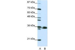 WB Suggested Anti-HNRPA1 Antibody Titration:  1. (HNRNPA1 抗体  (N-Term))