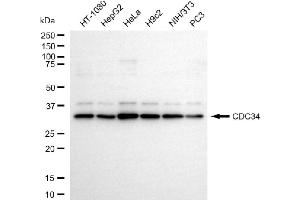 anti-Cell Division Cycle 34 (CDC34) antibody