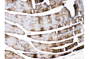 CA3 was detected in paraffin-embedded sections of mouse skeletal muscle tissues using rabbit anti- CA3 Antigen Affinity purified polyclonal antibody (Catalog # ) at 1 µg/mL. (CA3 抗体  (AA 14-235))