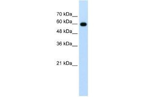 WB Suggested Anti-CDC23 Antibody Titration:  1. (CDC23 抗体  (N-Term))