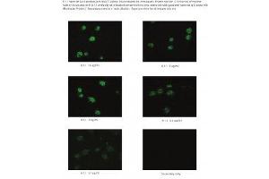 Image no. 1 for anti-Podoplanin (PDPN) antibody (ABIN1042655) (Podoplanin 抗体)