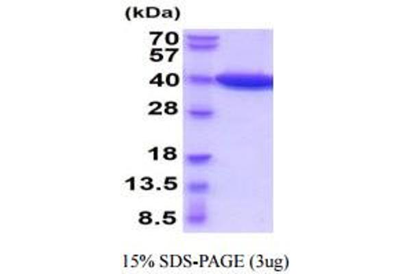 LDHB Protein (AA 1-334) (His tag)