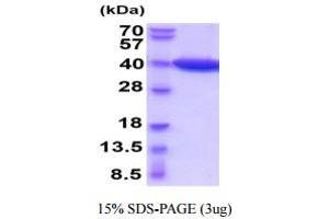 SDS-PAGE (SDS) image for Lactate Dehydrogenase B (LDHB) (AA 1-334) (Active) protein (His tag) (ABIN5854963) (LDHB Protein (AA 1-334) (His tag))