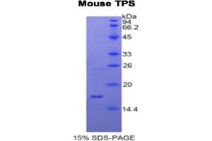 SDS-PAGE analysis of Mouse Tryptase Protein. (TPSAB1 蛋白)