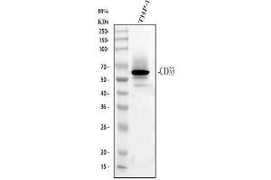Western blot analysis of CD33 using anti-CD33 antibody (ABIN4886523). (CD33 抗体  (AA 18-259))