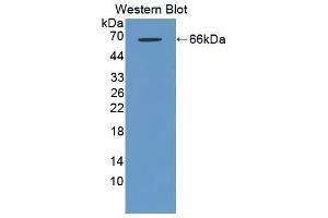 Western Blotting (WB) image for anti-Lectin, Galactoside-Binding, Soluble, 3 Binding Protein (LGALS3BP) (AA 19-577) antibody (ABIN1868969) (LGALS3BP 抗体  (AA 19-577))
