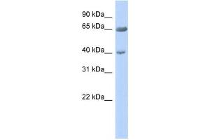 Western Blotting (WB) image for anti-Zinc Finger Protein 234 (ZNF234) antibody (ABIN2458172) (ZNF234 抗体)