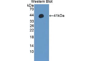 Western blot analysis of the recombinant protein. (WNT3A 抗体  (AA 19-355))
