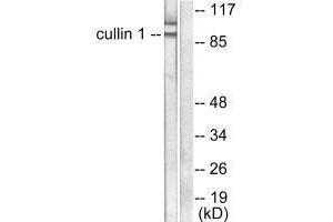 Western Blotting (WB) image for anti-Cullin 1 (CUL1) antibody (ABIN7180924)
