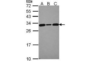 WB Image Sample (30 ug of whole cell lysate) A: 293T B: A431 , C: JurKat 12% SDS PAGE antibody diluted at 1:5000 (CACYBP 抗体)