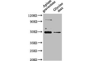 Western Blot Positive WB detected in: Apium graveolens leaf tissue, Glycine max leaf tissue All lanes: CRD1 antibody at 1:1000 Secondary Goat polyclonal to rabbit IgG at 1/50000 dilution Predicted band size: 48 kDa Observed band size: 48 kDa (CRD1 抗体  (AA 37-409))