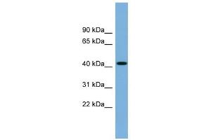 WDFY1 antibody used at 1 ug/ml to detect target protein.