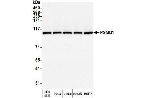 Western Blotting (WB) image for anti-Proteasome (Prosome, Macropain) 26S Subunit, Non-ATPase, 1 (PSMD1) (AA 903-953) antibody (ABIN7453570)