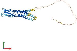 AlphaFold protein structure predicition of Mouse Recombinant Synpr Protein, UniprotID Q8BGN8