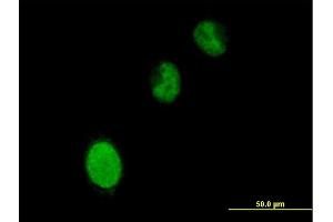 Immunofluorescence of purified MaxPab antibody to BRPF3 on HeLa cell. (BRPF3 抗体  (AA 1-1205))