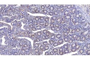Detection of MPO in Bovine Small intestine Tissue using Monoclonal Antibody to Myeloperoxidase (MPO) (Myeloperoxidase 抗体)