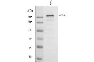 Western blot analysis of ZEB2 using anti-ZEB2 antibody (ABIN3042325).