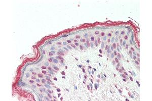 Anti-TGIF2 antibody IHC staining of human skin. (TGIF2 抗体  (AA 211-220))