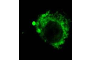 Immunocytochemistry/Immunofluorescence analysis using Rat Anti-LAMP2 Monoclonal Antibody, Clone GL2A7 . (LAMP2 抗体  (Atto 594))