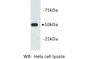 Image no. 1 for anti-Tubulin, beta 3 (TUBB3) antibody (ABIN1112834)