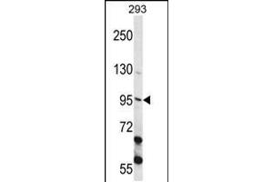 Western blot analysis in 293 cell line lysates (35ug/lane). (ECT2 抗体  (AA 597-625))