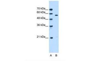 Image no. 1 for anti-serine/threonine Kinase 3 (STK3) (N-Term) antibody (ABIN6738491) (STK3 抗体  (N-Term))