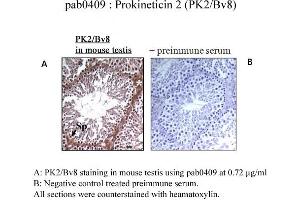 Image no. 1 for anti-Prokineticin 2 (PROK2) (C-Term) antibody (ABIN347481) (PROK2 抗体  (C-Term))