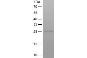 Western Blotting (WB) image for Chloride Intracellular Channel 4 (CLIC4) (AA 1-253) protein (His tag) (ABIN7122354) (CLIC4 Protein (AA 1-253) (His tag))