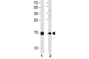 SUMO2/3 antibody western blot analysis in (1) 293 and (2) HeLa lysate (SUMO2/3 抗体  (AA 53-84))