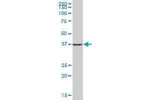 PHF7 MaxPab polyclonal antibody. (PHF7 抗体  (AA 1-381))