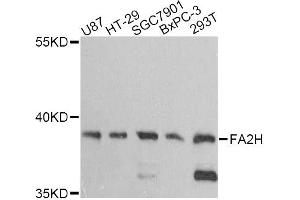 Western blot analysis of extracts of various cell lines, using FA2H antibody (ABIN6292084) at 1:3000 dilution. (FA2H 抗体)