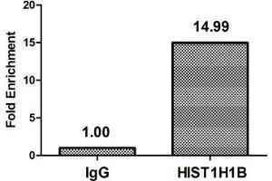Chromatin Immunoprecipitation Hela (4*10 6 , treated with 100nM calyculin A for 60 min) were treated with Micrococcal Nuclease, sonicated, and immunoprecipitated with 5 μg anti-HIST1H1B (ABIN7139623) or a control normal rabbit IgG. (Histone H1.5 抗体  (pThr154))