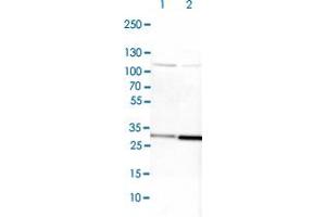 Western blot analysis of Lane 1: NIH-3T3 cell lysate (Mouse embryonic fibroblast cells) Lane 2: NBT-II cell lysate (Rat Wistar bladder tumour cells) with CYC1 polyclonal antibody  at 1:100-1:250 dilution. (Cytochrome C1 抗体)