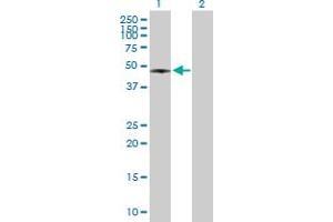 Western Blot analysis of RASSF8 expression in transfected 293T cell line by RASSF8 MaxPab polyclonal antibody. (RASSF8 抗体  (AA 1-392))
