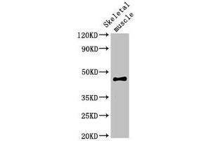 Western Blot Positive WB detected in: Rat skeletal muscle tissue All lanes: OLFML3 antibody at 2 μg/mL Secondary Goat polyclonal to rabbit IgG at 1/50000 dilution Predicted band size: 47, 44, 33 kDa Observed band size: 47 kDa (OLFML3 抗体  (AA 201-406))