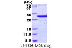 tRNA-Histidine Guanylyltransferase 1-Like (THG1L) (AA 30-298) protein (His tag)