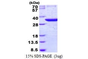 Image no. 1 for tRNA-Histidine Guanylyltransferase 1-Like (THG1L) protein (His tag) (ABIN6387007) (THG1L Protein (His tag))