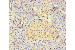 Immunohistochemistry of paraffin-embedded human pancreatic tissue using ABIN7158821 at dilution of 1:100 (LYG2 抗体  (AA 20-212))