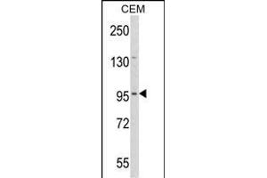 Western blot analysis of DZIP1 Antibody (Center) (ABIN652872 and ABIN2842565) in CEM cell line lysates (35 μg/lane). (DZIP1 抗体  (AA 568-596))