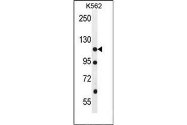 ECT2L 抗体  (C-Term)