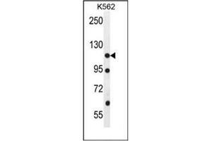 Western blot analysis of ECT2L Antibody (C-term) in K562 cell line lysates (35ug/lane). (ECT2L 抗体  (C-Term))