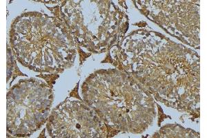 ABIN6275079 at 1/100 staining Mouse testis tissue by IHC-P. (DNAJB11 抗体  (N-Term))