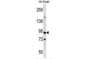 Wwestern blot analysis in mouse liver tissue lysates (35ug/lane) using CpG-binding protein/CXXC1 antibody . (CXXC1 抗体  (Middle Region))